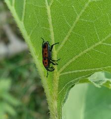Rhodobaenus