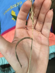 Elymus glabriflorus