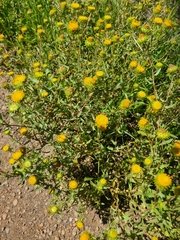 Grindelia nuda aphanactis