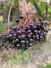 Sambucus nigra