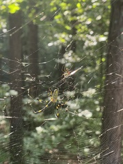 Trichonephila clavata