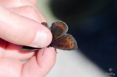 Erebia