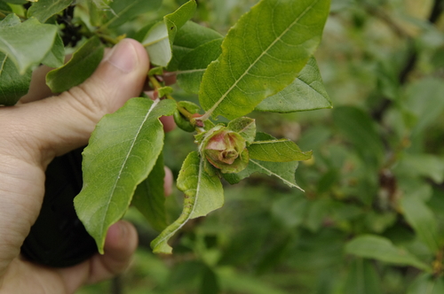Willow Rose Gall Midge photo 3