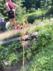 Anticlea occidentalis