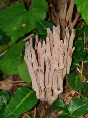 Clavariaceae
