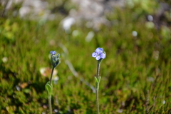 Veronica bellidioides