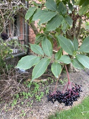 Sambucus nigra