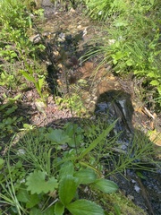 Anticlea occidentalis