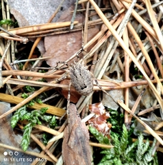 Odiellus spinosus
