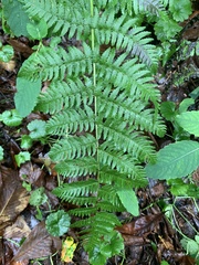 Dryopteris marginalis