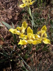 Iris arenaria
