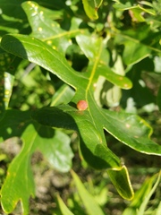 Acraspis quercushirta