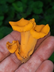 Craterellus odoratus