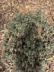 Eriophyllum staechadifolium