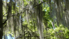 Tillandsia usneoides