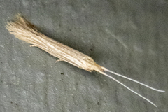 Coleophora