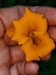 Craterellus odoratus