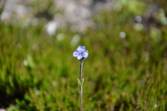 Veronica bellidioides