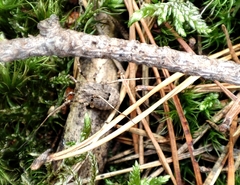 Odiellus spinosus