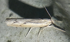Pediasia trisecta