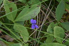 Viola nephrophylla