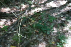Physospermum cornubiense