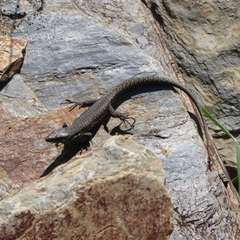 Podarcis muralis