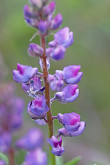 Lupinus caudatus caudatus