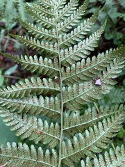 Dryopteris marginalis