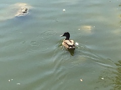 Anas platyrhynchos