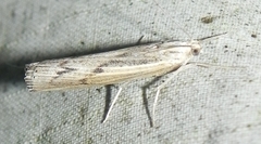Pediasia trisecta