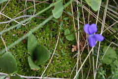 Viola nephrophylla