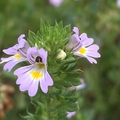 Euphrasia frigida