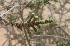 Thymelaea hirsuta