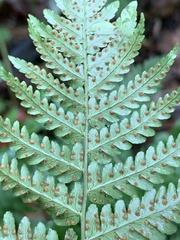 Dryopteris marginalis