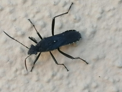 Alydus calcaratus