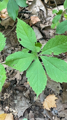 Parthenocissus inserta