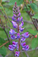 Lupinus caudatus caudatus