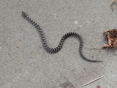 Pantherophis ramspotti