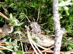 Odiellus spinosus