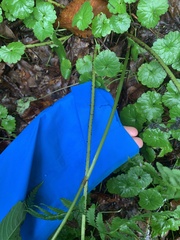 Dryopteris marginalis