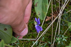 Viola nephrophylla