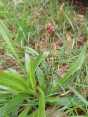 Plantago lanceolata