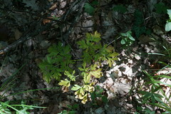 Physospermum cornubiense