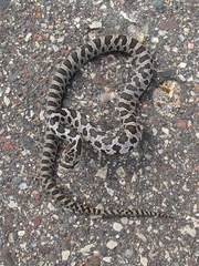 Pantherophis ramspotti