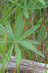 Lupinus caudatus caudatus