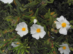 Cistus monspeliensis