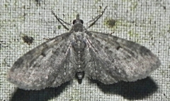 Larentiinae