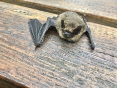 Pipistrellus