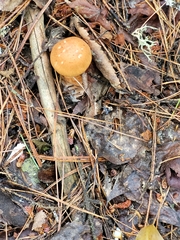 Cortinarius armillatus